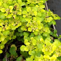 Chrysosplenium alternifolium